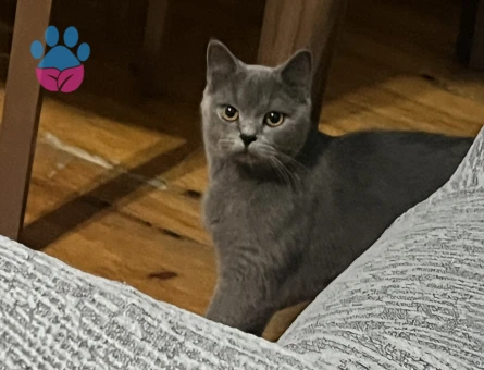 British shorthair