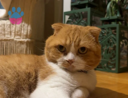 Kedim Louis’e British bir eş arıyorum.