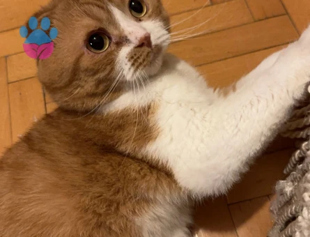 Kedim Louis’e British bir eş arıyorum.