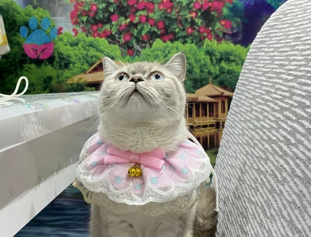 1 Yaşındaki Kızımız için eş adayı arıyoruz