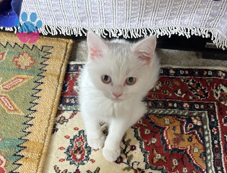 Güzel kızıma eş arıyorum.