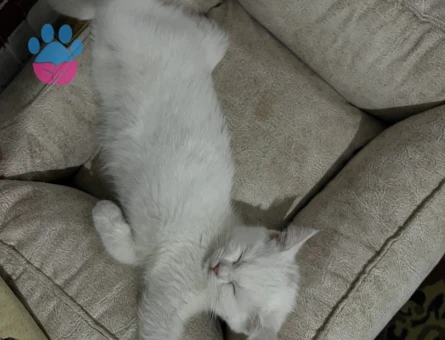 Güzel kızıma eş arıyorum.