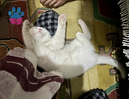 Güzel kızıma eş arıyorum.