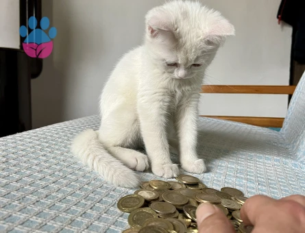 Güzel kızıma eş arıyorum.