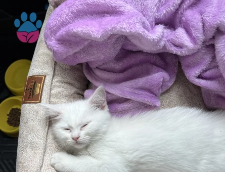 Güzel kızıma eş arıyorum.