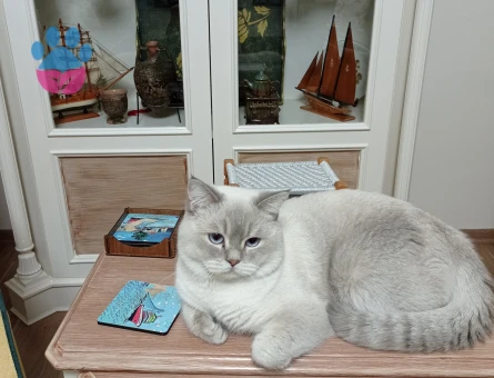 1 yaşındaki oğlumuza eş arıyoruz.