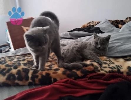 british shorthair