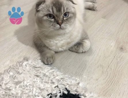 Kızımız Kaju için eş adayları arıyoruzz