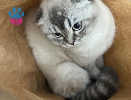 Kızımız Kaju için eş adayları arıyoruzz