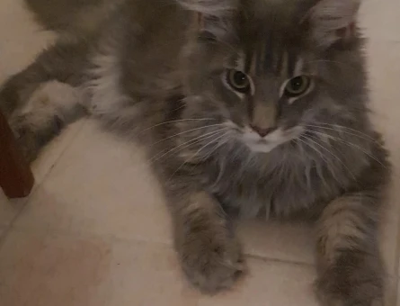 Maine coon oğluma eş arıyorum - 118983228