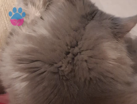 Maine coon oğluma eş arıyorum