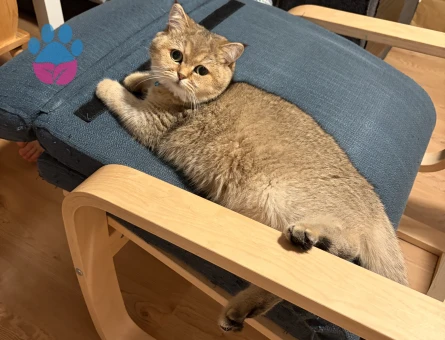 Britishshorthair kızıma eş arıyorum