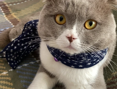 Scottish Fold Oğluma gelin arıyorum - 118983235