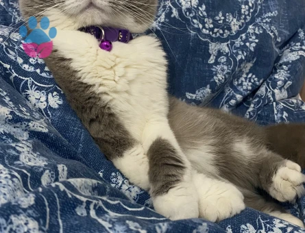 Scottish Fold Oğluma gelin arıyorum