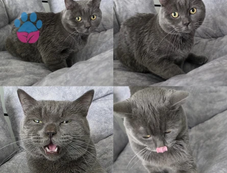 Kedimize eş arayışı