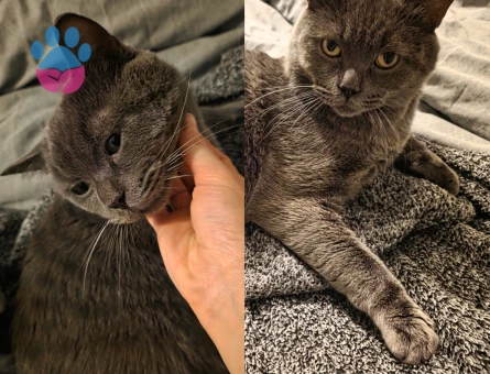 Kedimize eş arayışı