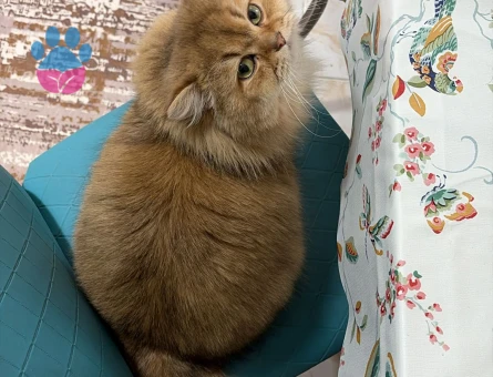 British longhair Dişi 1,5 Yaşında Eş Arıyor
