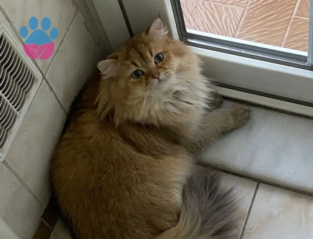 British longhair Dişi 1,5 Yaşında Eş Arıyor