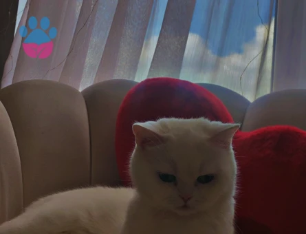 Temas bağımlısı kızıma eş arıyorum