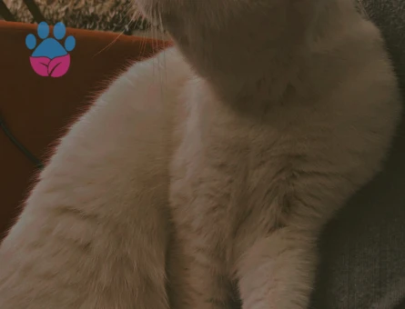 Temas bağımlısı kızıma eş arıyorum