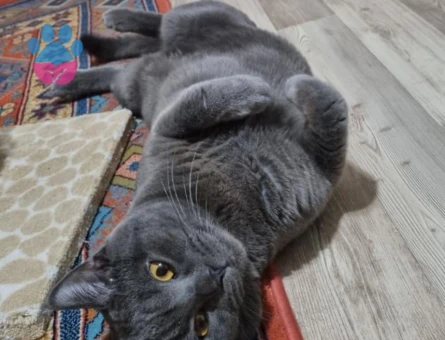 British Shorthair Kedime Eş Arıyorum 4 Yaşında