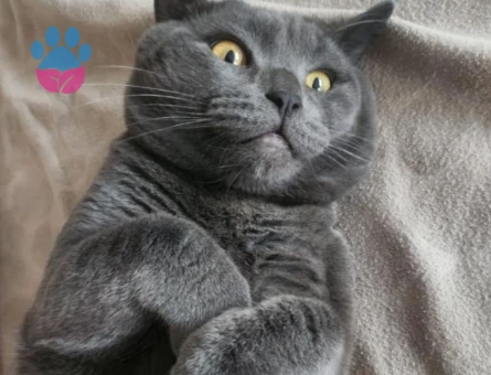 British Shorthair Kedime Eş Arıyorum 4 Yaşında