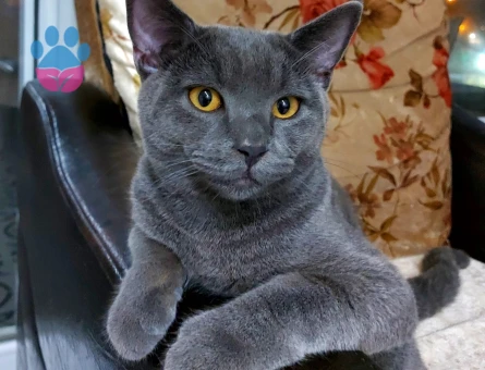 British Shorthair Kedime Eş Arıyorum 4 Yaşında