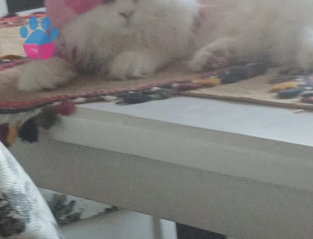 Scottish fold dişi eş ilanı