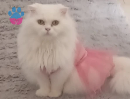 Scottish fold dişi eş ilanı