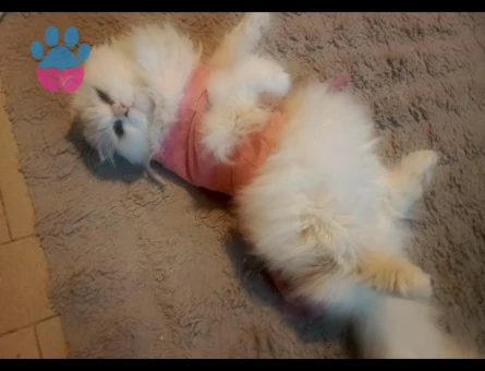 Scottish fold dişi eş ilanı