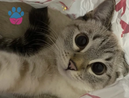 Siyam Kedime Eş Arıyorum