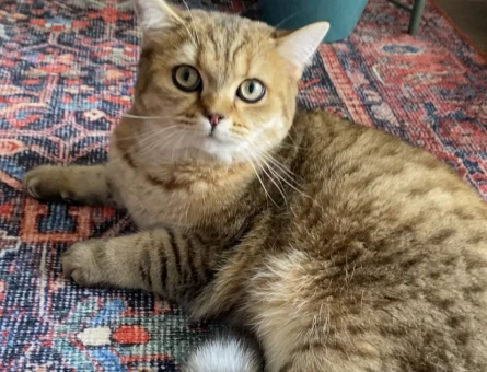 British Shorthair Sinco Eşini Arıyor - 118969307