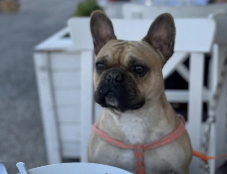French Bulldog 2 Yaşında Eş Arıyor - 118969311