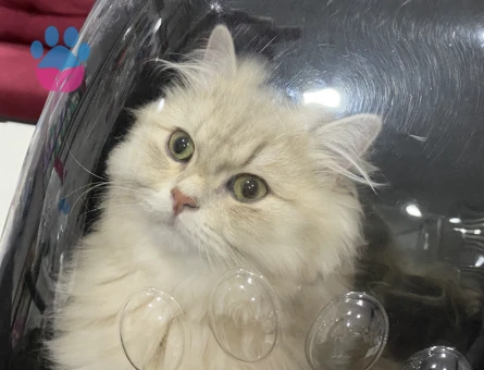 British Longhair 1 Yaşında Eş Arıyor