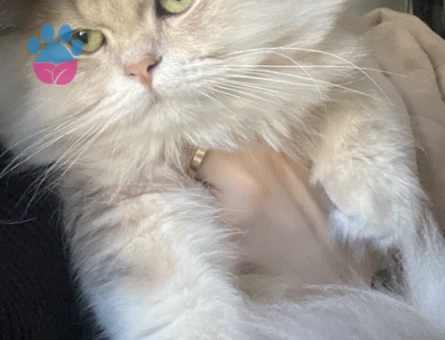 British Longhair 1 Yaşında Eş Arıyor