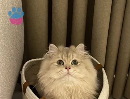 British Longhair 1 Yaşında Eş Arıyor