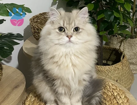 British Longhair 1 Yaşında Eş Arıyor