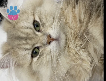 British Longhair 1 Yaşında Eş Arıyor