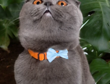 Scottish-fold eş arıyor - 118969323