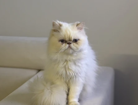 SAF İRAN KEDİSİ - 118977504
