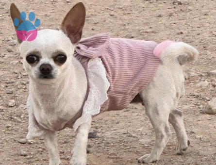 Kızımız acilen eş arıyor