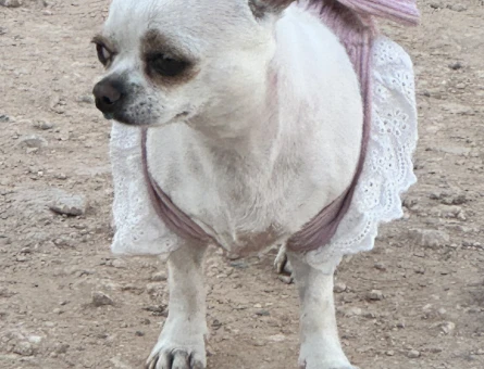 Chihuahua 1 Yaşında Köpeğim Eş Arıyor - 118977509