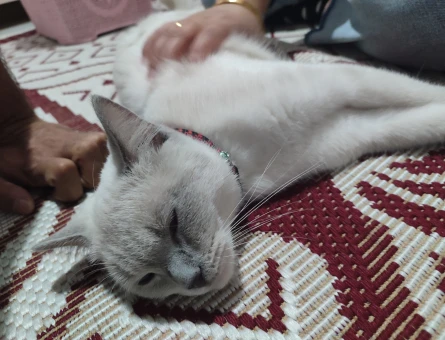 British Shorthair Dişi - 118977510