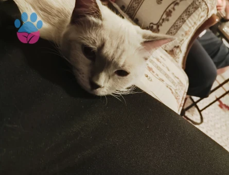 British Shorthair Dişi