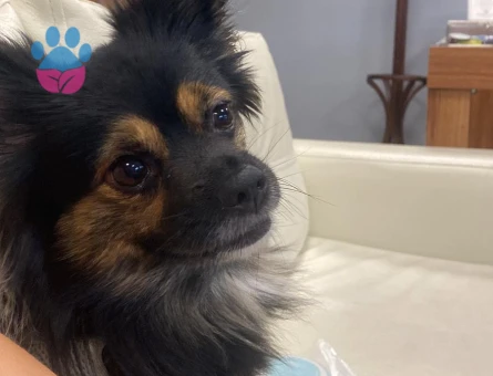 5 yaşındaki oğlumuza partner arıyoruz