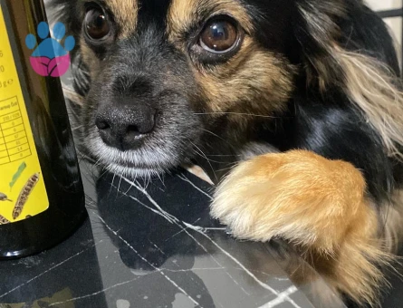 5 yaşındaki oğlumuza partner arıyoruz