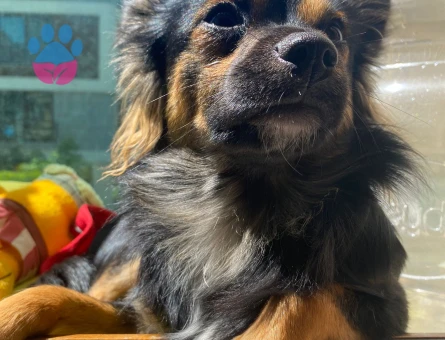 5 yaşındaki oğlumuza partner arıyoruz