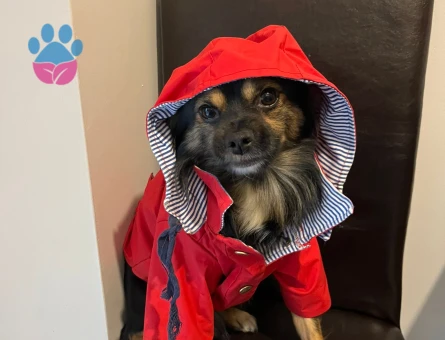 5 yaşındaki oğlumuza partner arıyoruz