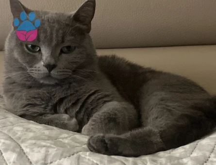 British Shorthair Kedimize eş arıyoruz - 118983985