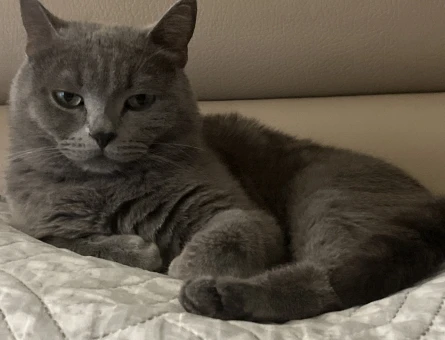 British Shorthair Kedimize eş arıyoruz - 118983985